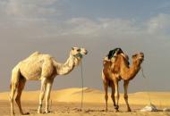 Saharska pustolovščina